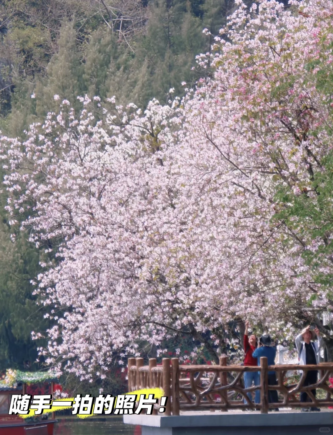 肇庆七星岩｜春日已成花海 赏花最全攻略来啦