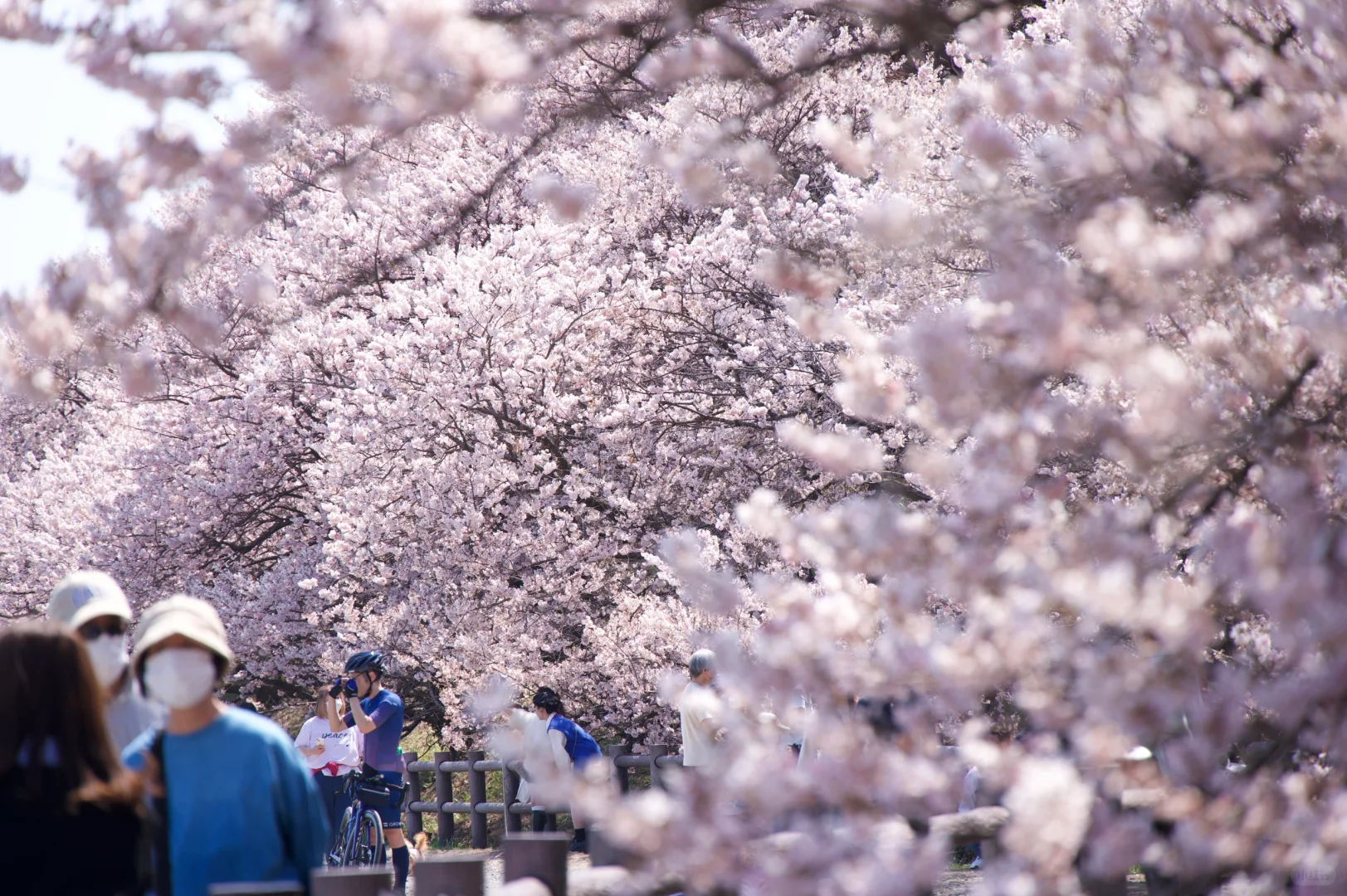 3.23樱花实况 | 跌入神奈川的粉色花海里！