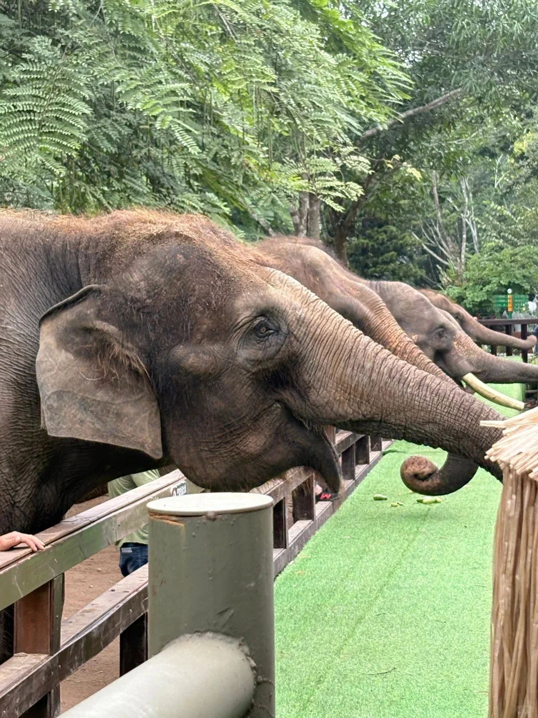 西双版纳必去 9 大景点👍