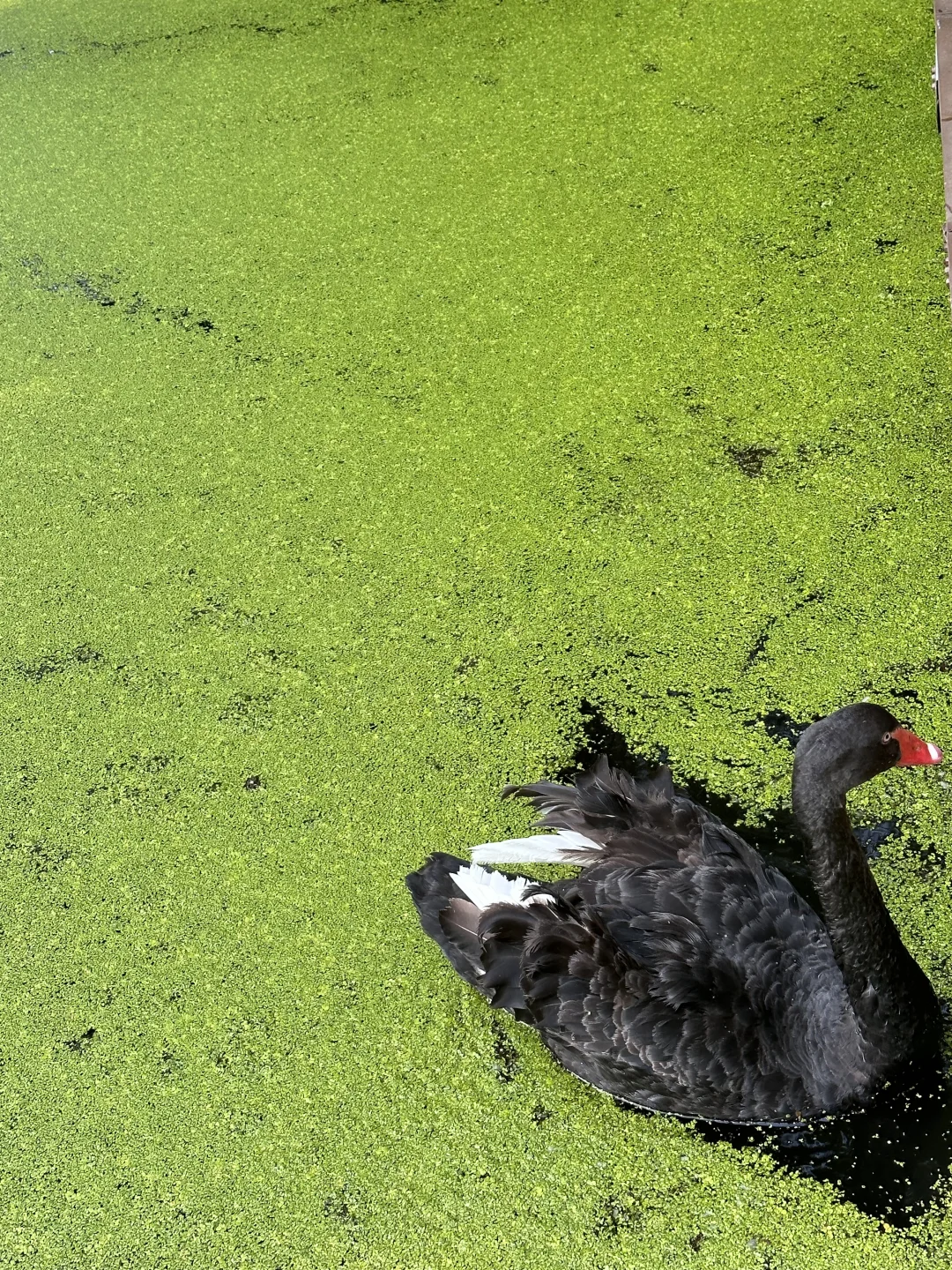 杭州青山湖🌳绝美!!!随手一拍就是大片!📸