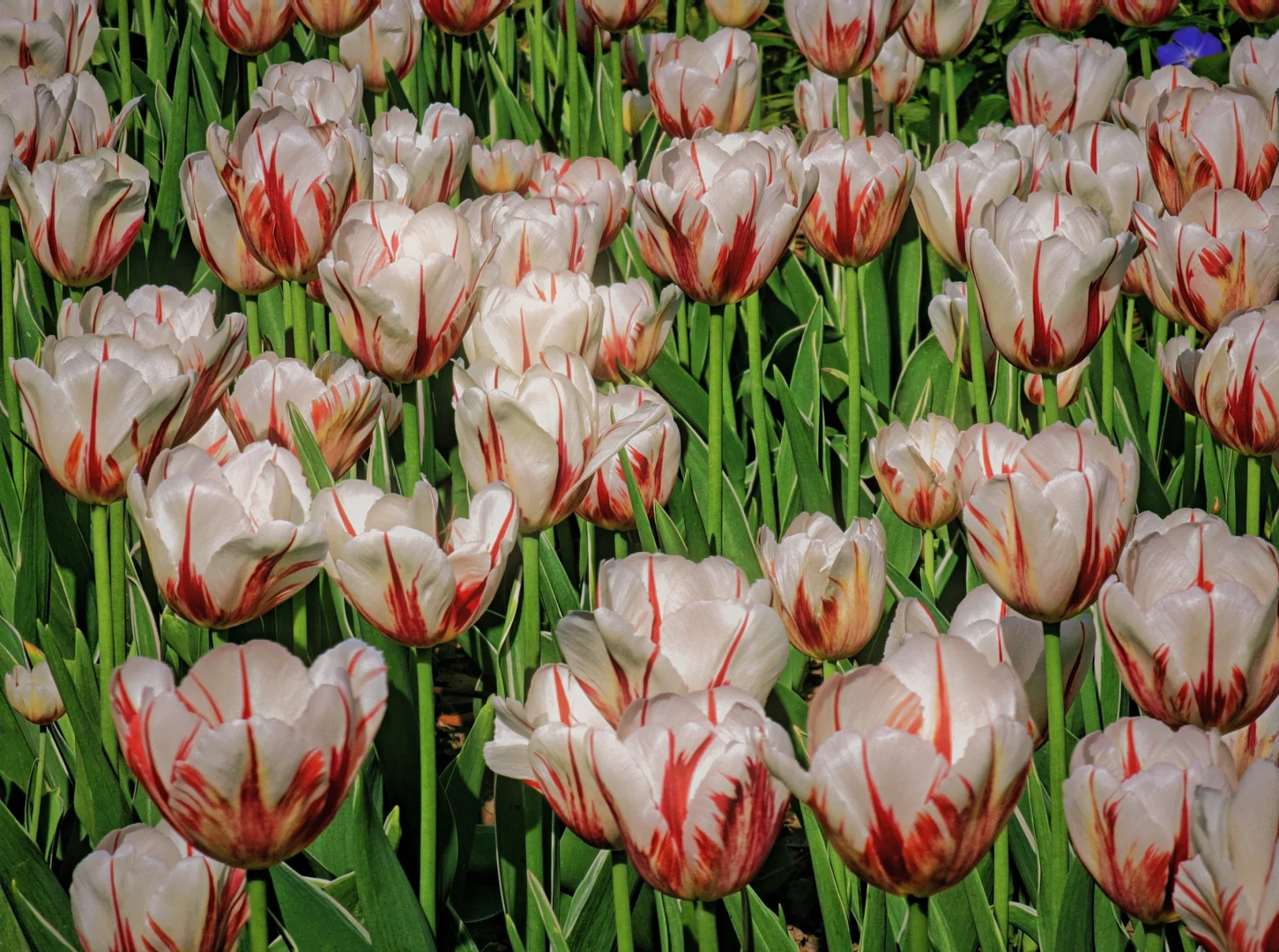 春天取景器 ̗̀📟🌷