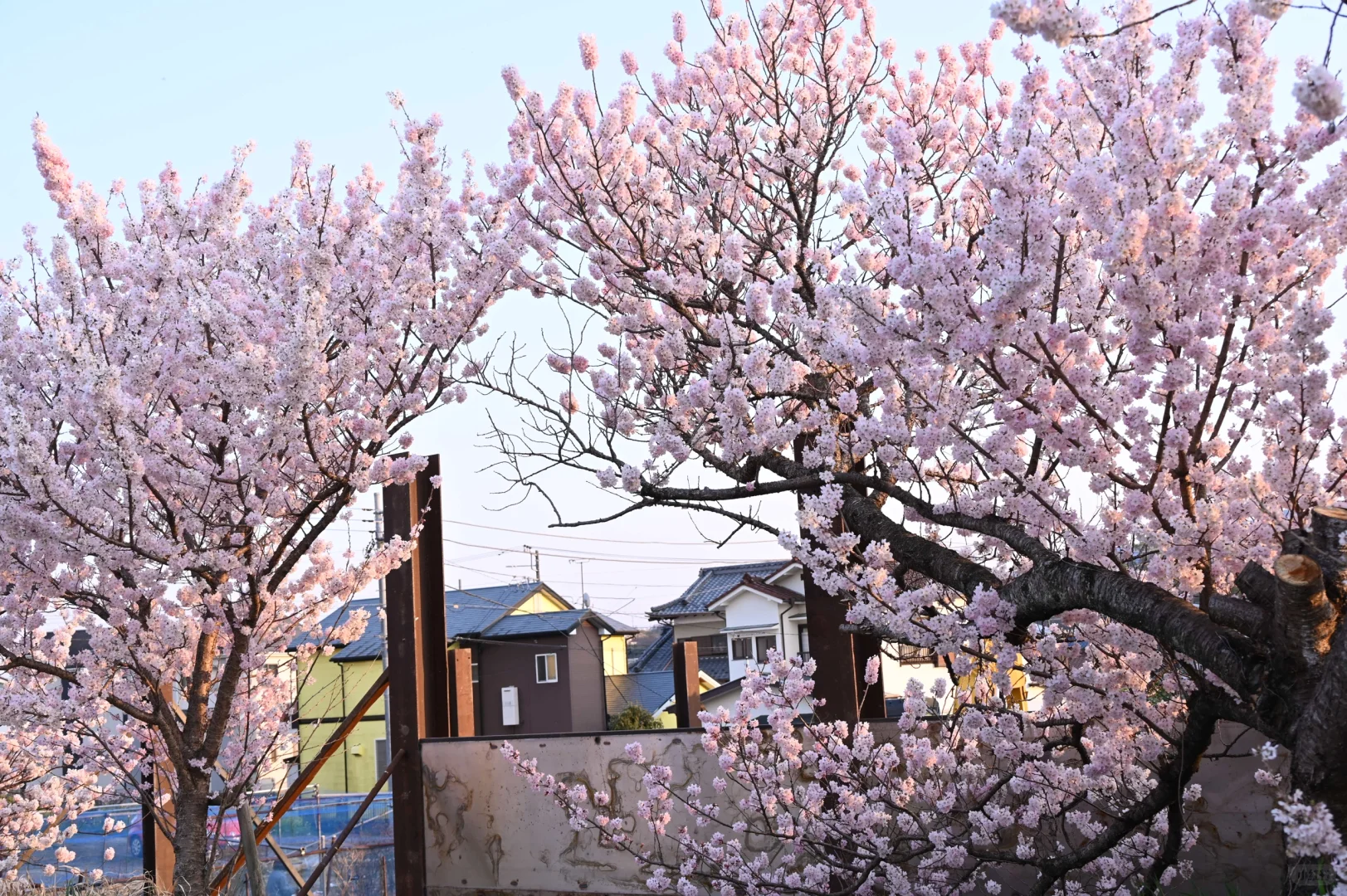 3.23樱花实况 | 跌入神奈川的粉色花海里！