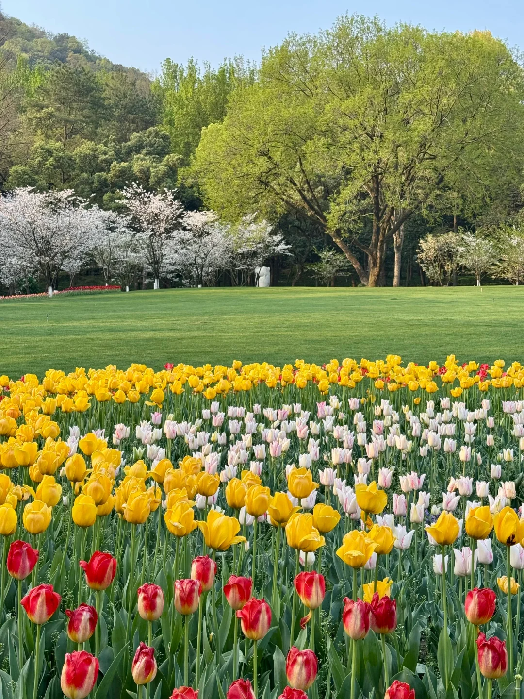 🌷 2025太子湾郁金香超全攻略｜赶早承包花海