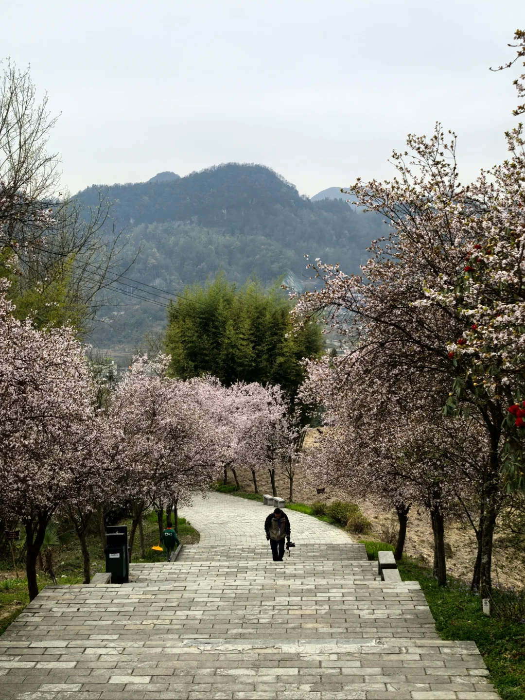 报告～百里杜鹃，我来啦～