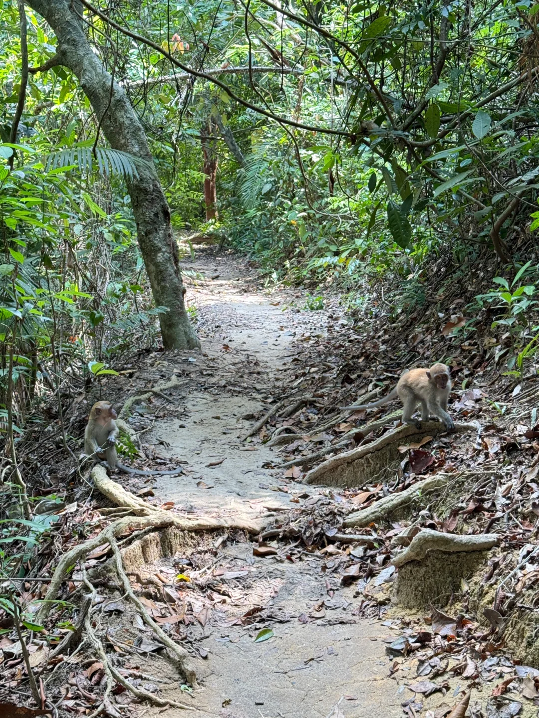 喜欢大自然氧吧必去槟城国家公园🏞️