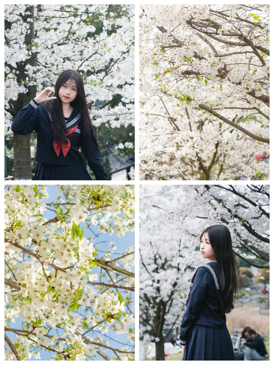 京都的樱花开到内江来了???