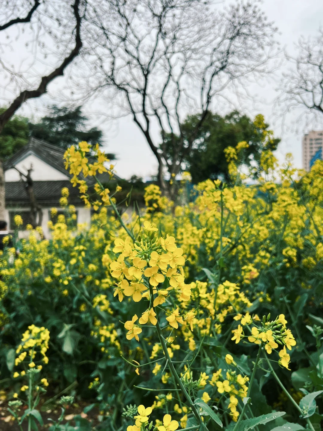 绍兴 鲁迅故里 阳明故居 徐渭艺术馆
