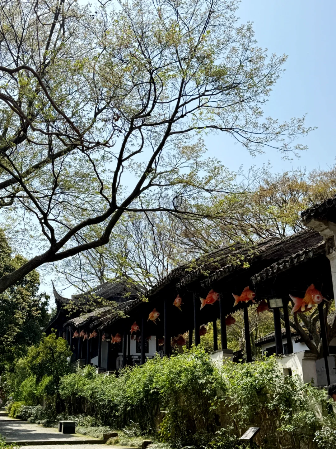 无锡亲子游｜春天的惠山古镇也太适合遛娃啦