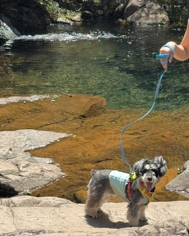 杭州🚗1h →⛰️小狗爬山初体验