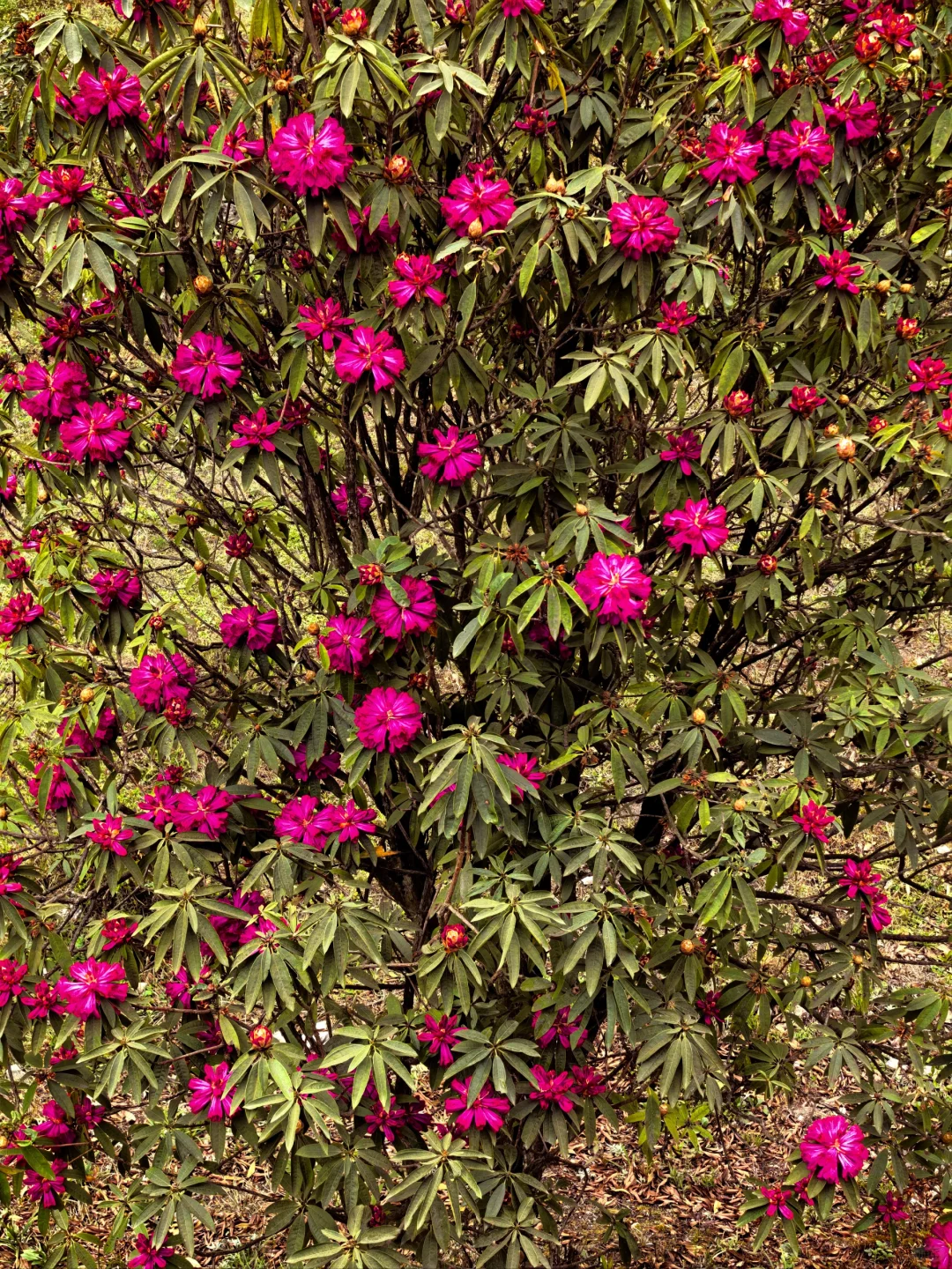 报告～百里杜鹃，我来啦～