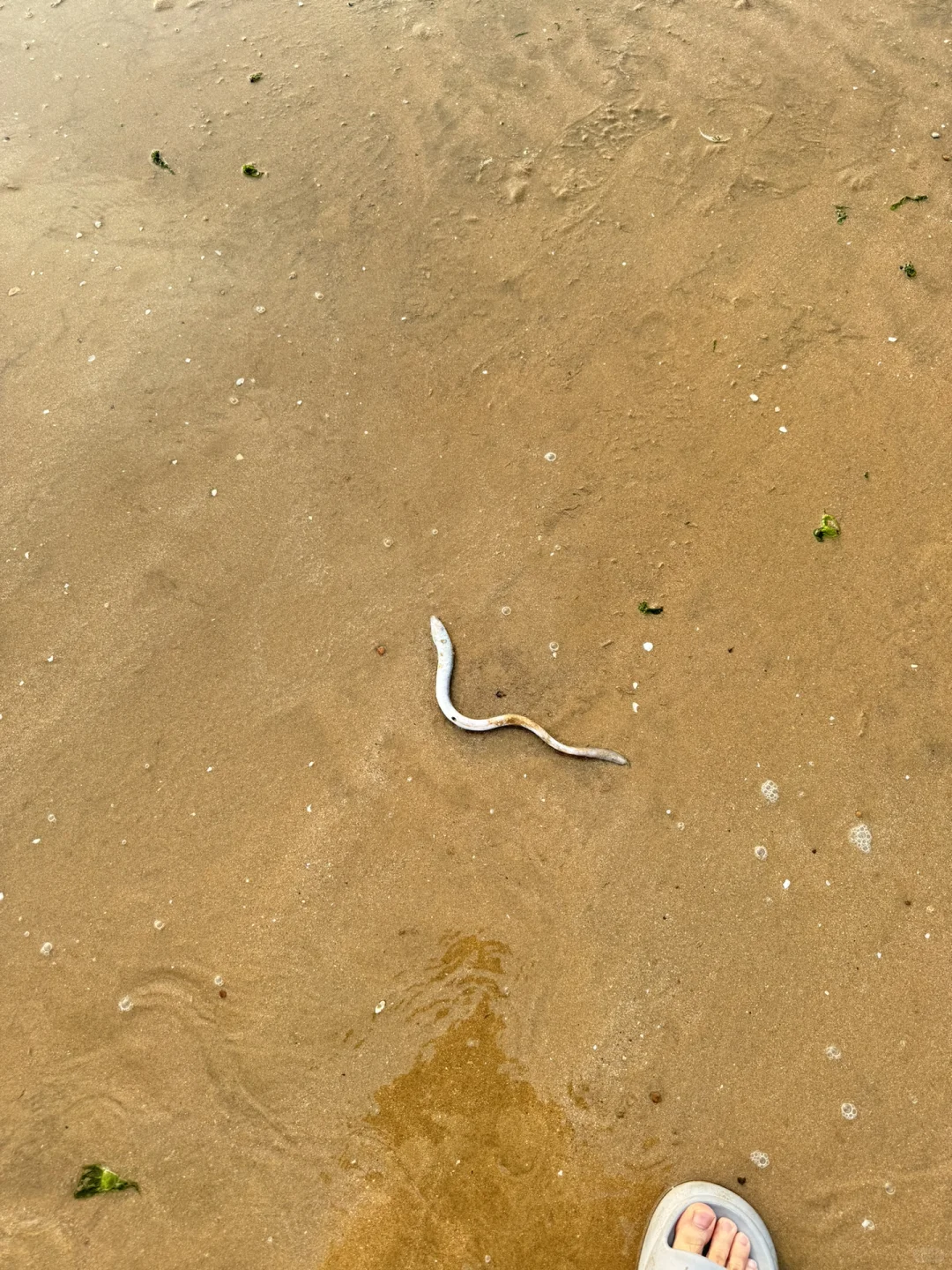 松兰山，直升机