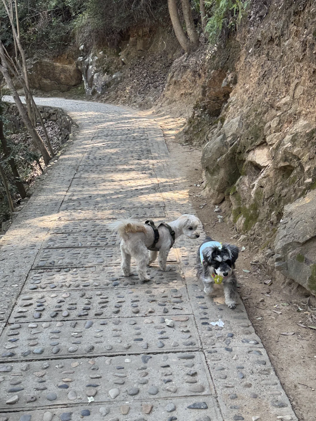 杭州🚗1h →⛰️小狗爬山初体验