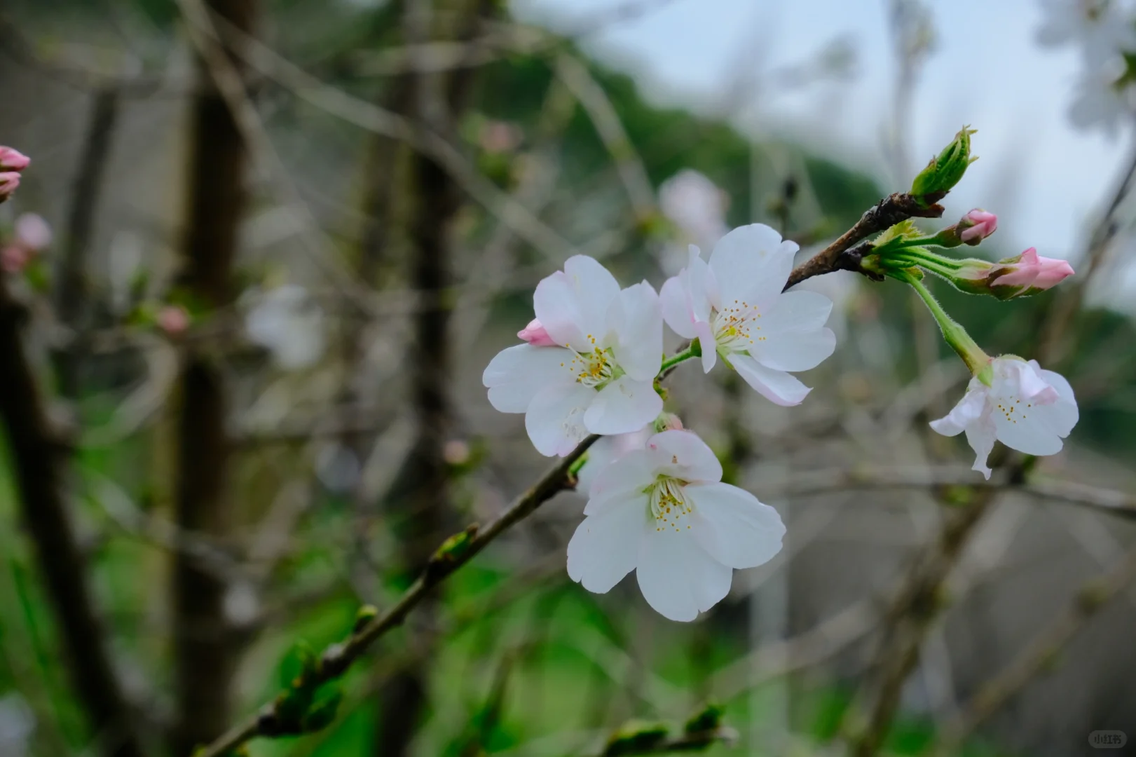 苏州景点打卡 江苏同里国家湿地公园