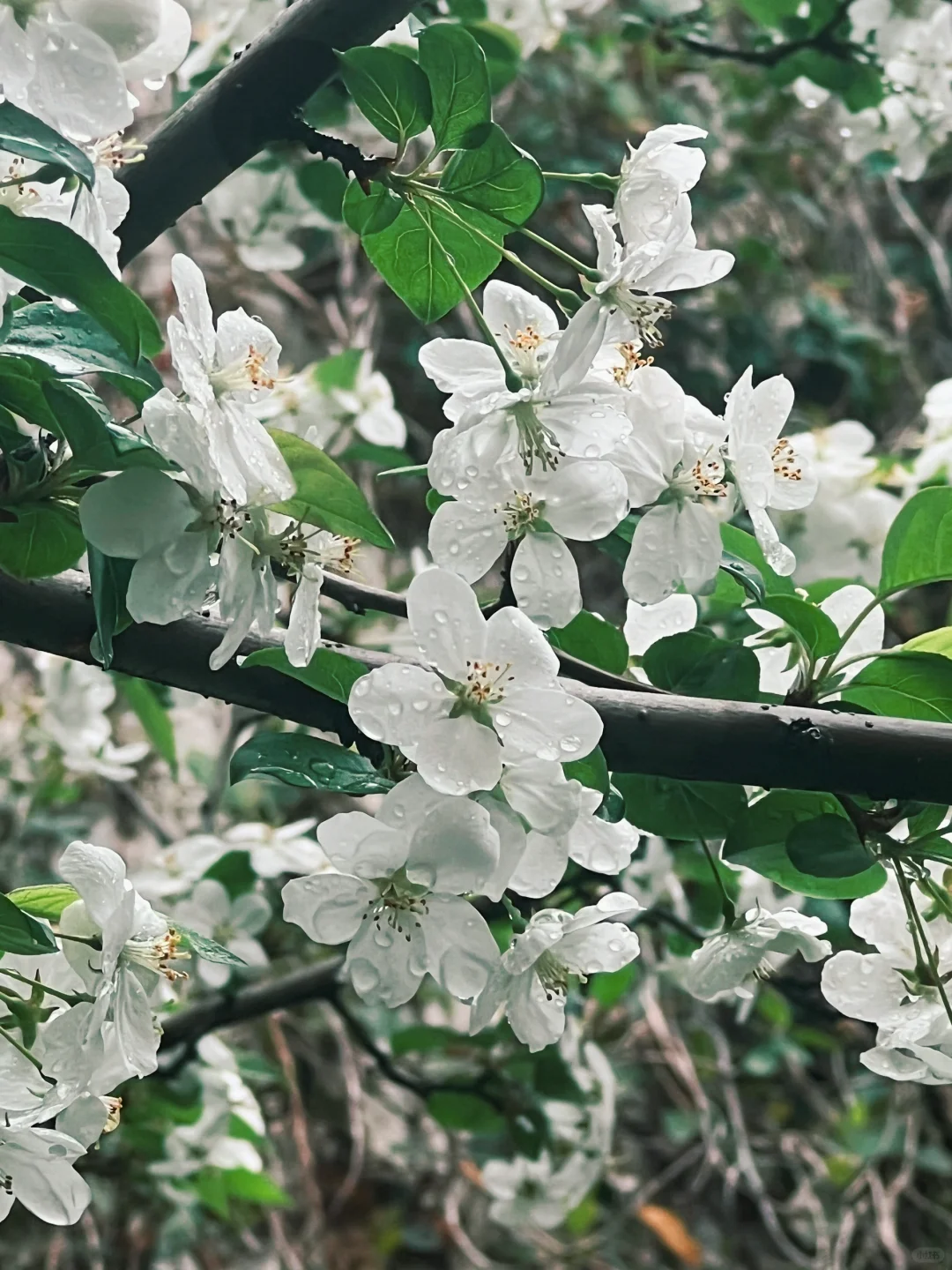 绍兴 鲁迅故里 阳明故居 徐渭艺术馆