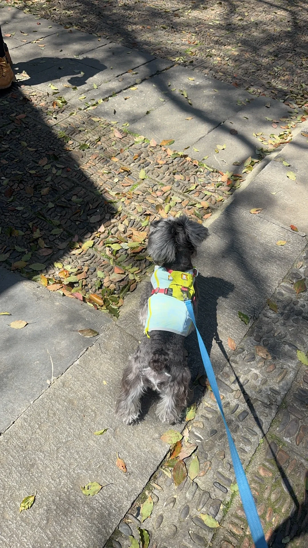 杭州🚗1h →⛰️小狗爬山初体验