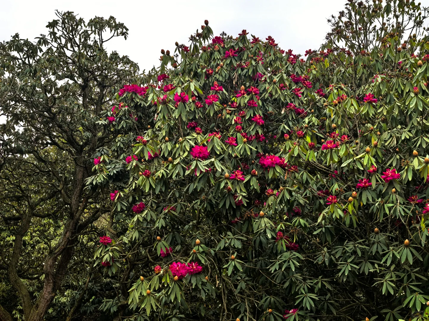报告～百里杜鹃，我来啦～