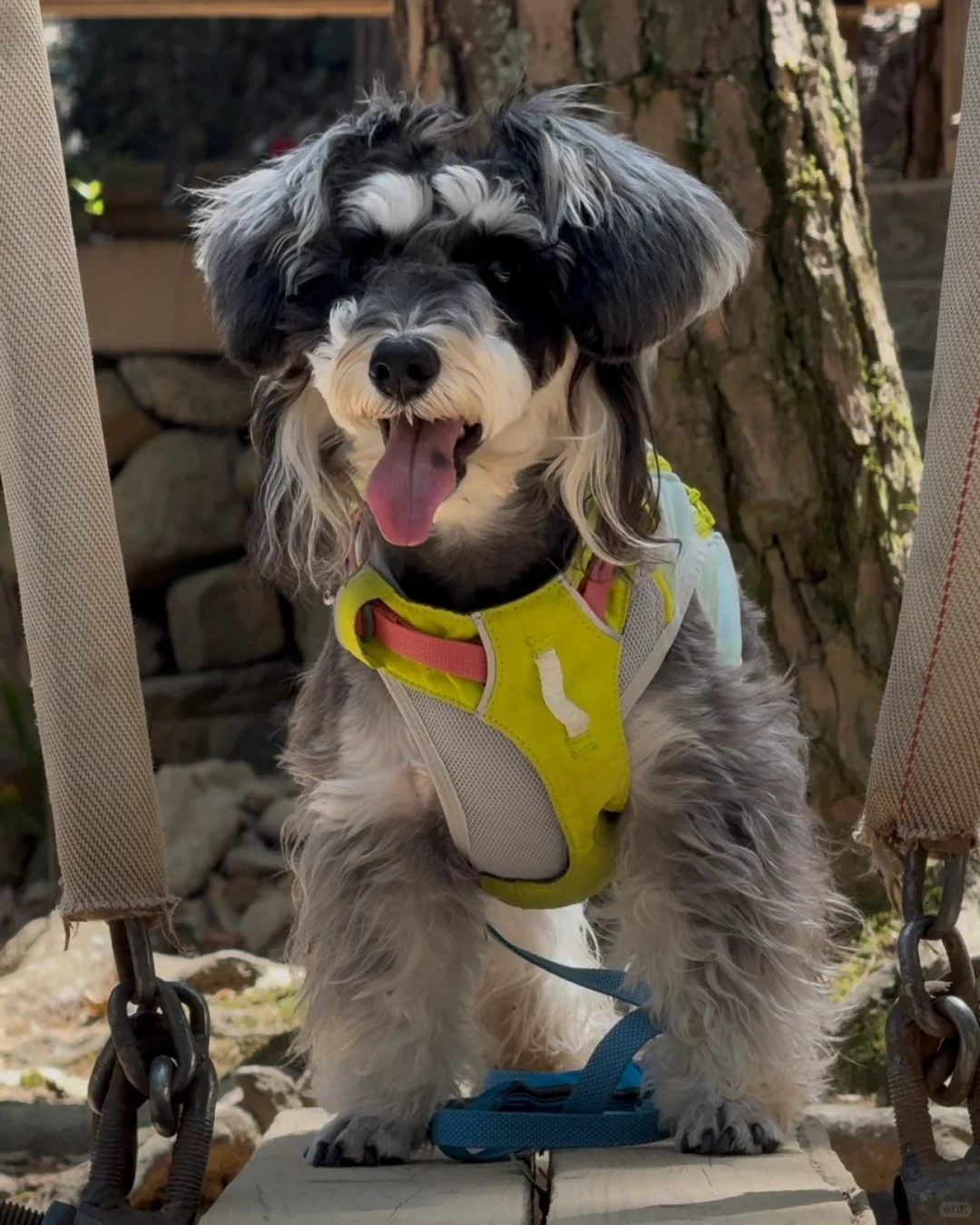 杭州🚗1h →⛰️小狗爬山初体验