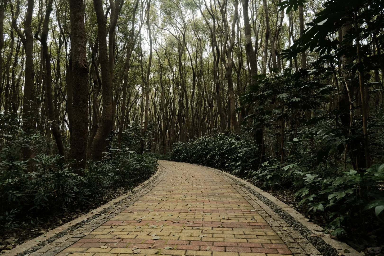 苏州景点打卡 江苏同里国家湿地公园