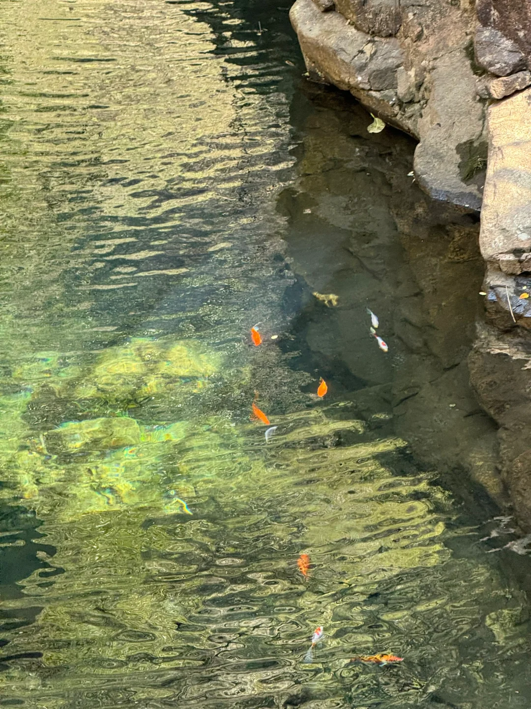 杭州🚗1h →⛰️小狗爬山初体验