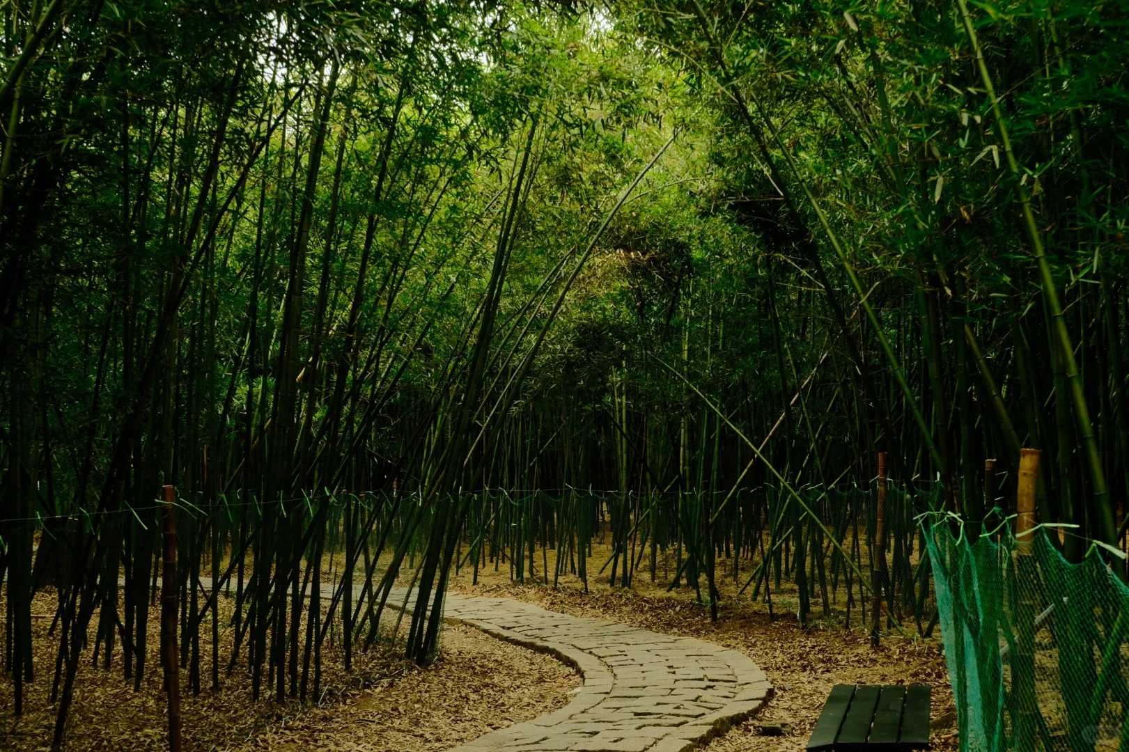 苏州景点打卡 江苏同里国家湿地公园