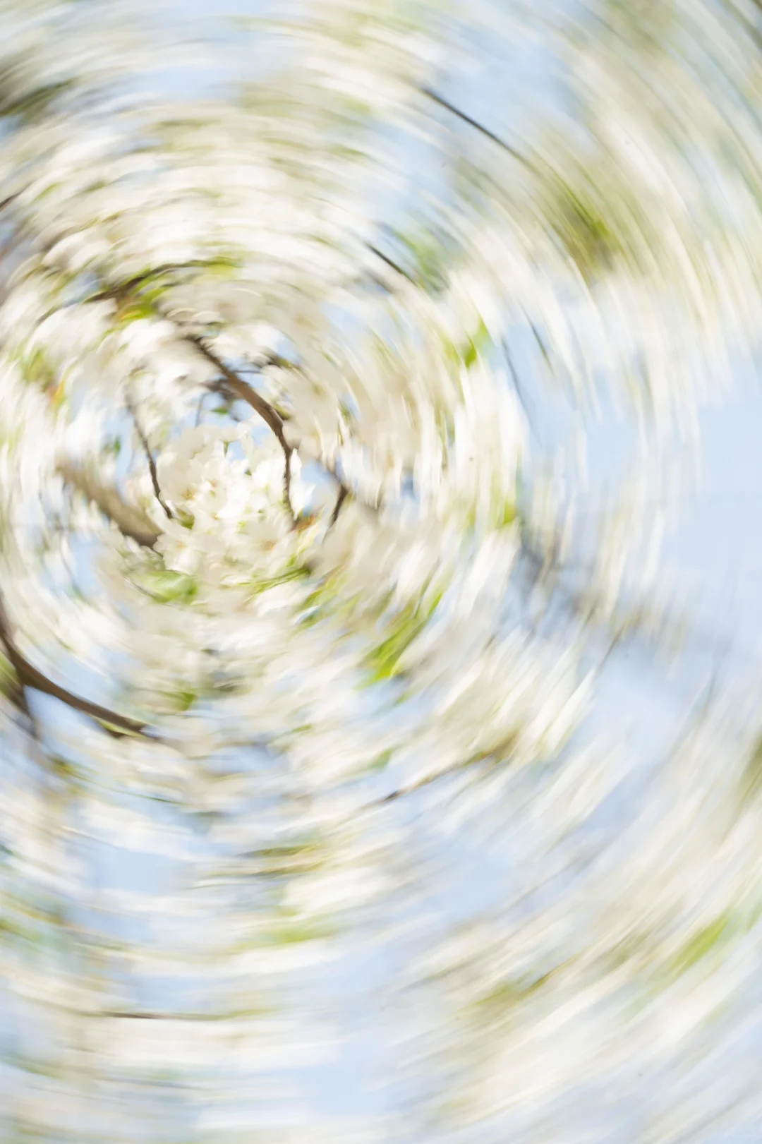 京都的樱花开到内江来了???