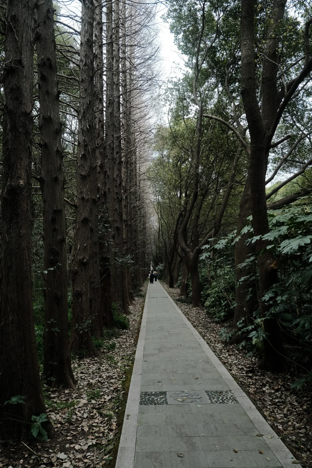 苏州景点打卡 江苏同里国家湿地公园