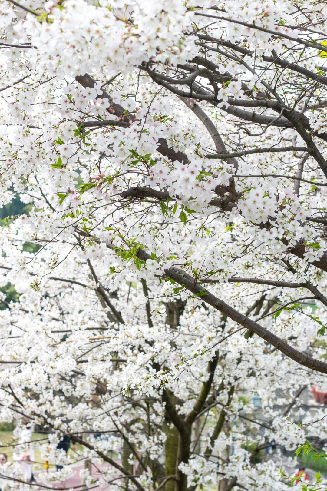 京都的樱花开到内江来了???