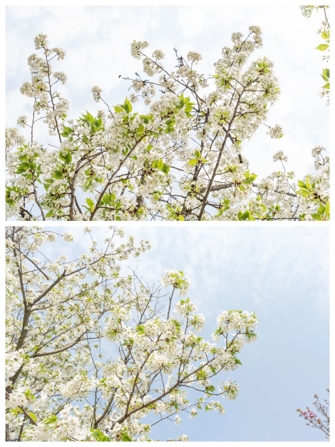 京都的樱花开到内江来了???