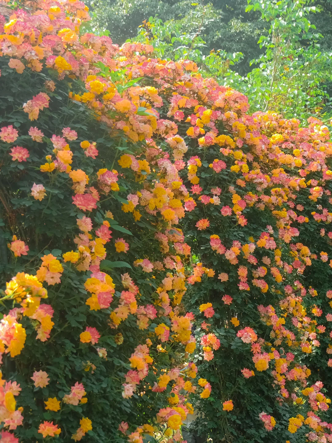 一开始觉得太古里已经很好逛了。。。。。