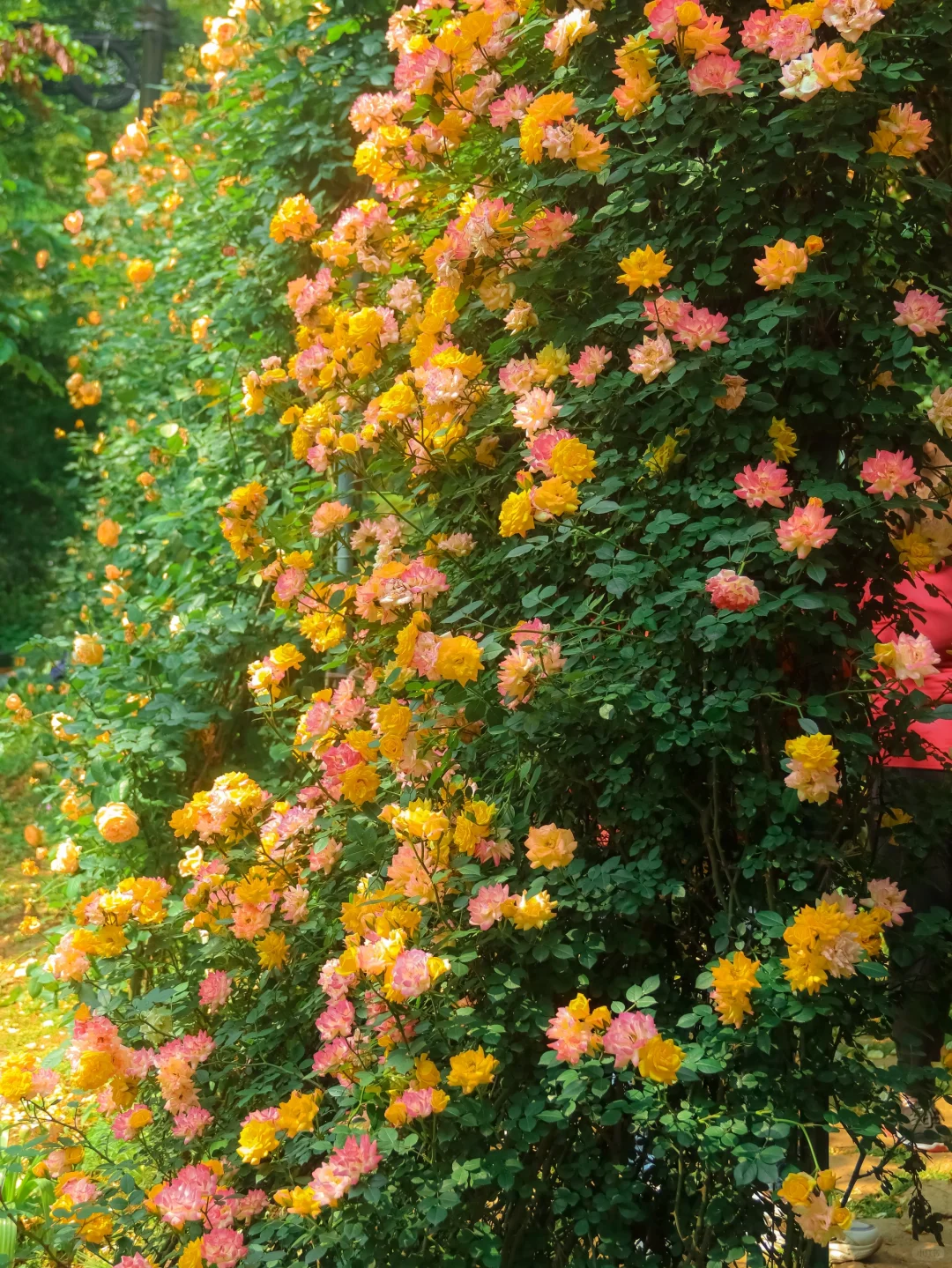 一开始觉得太古里已经很好逛了。。。。。