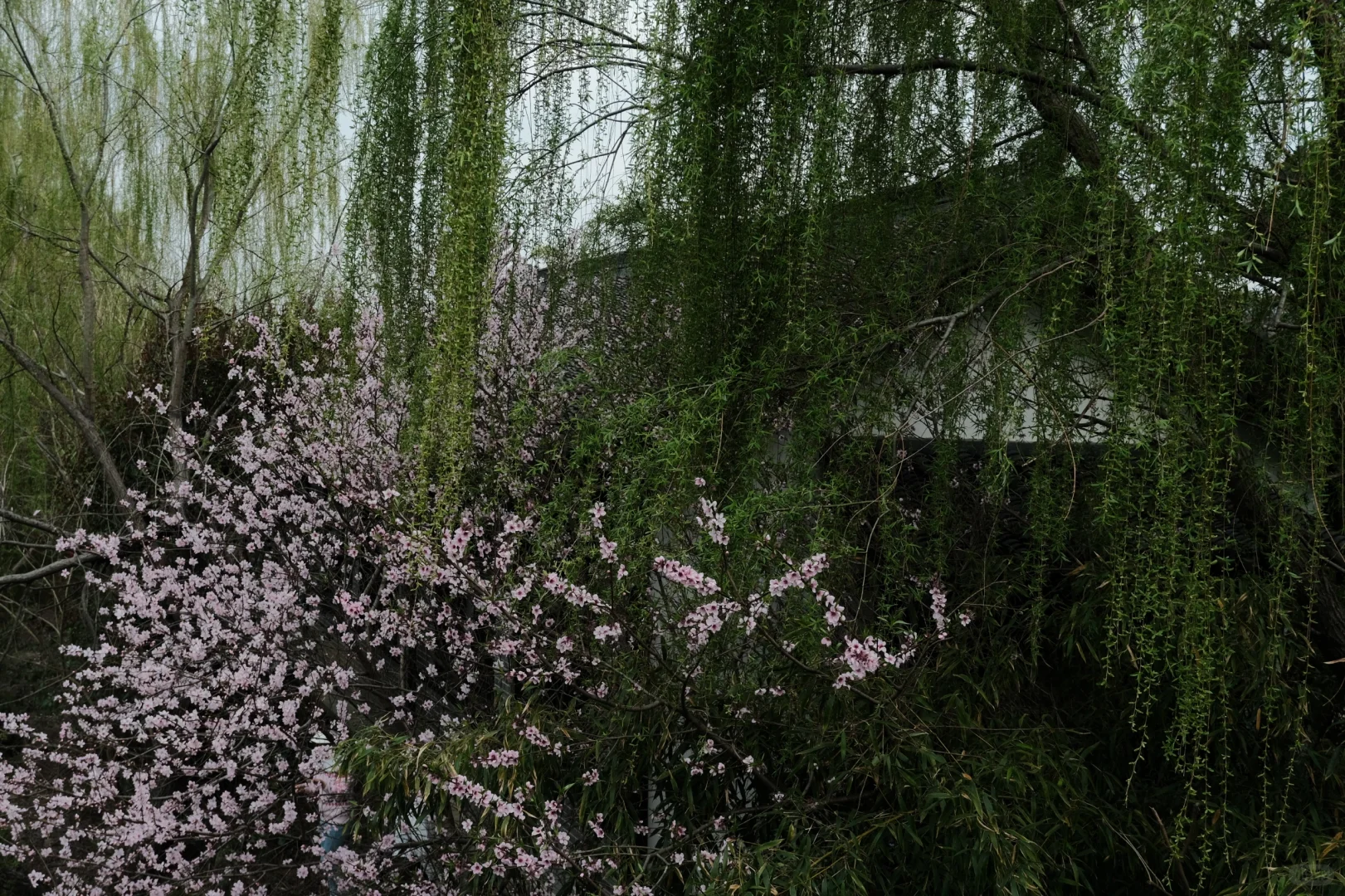 苏州景点打卡 江苏同里国家湿地公园