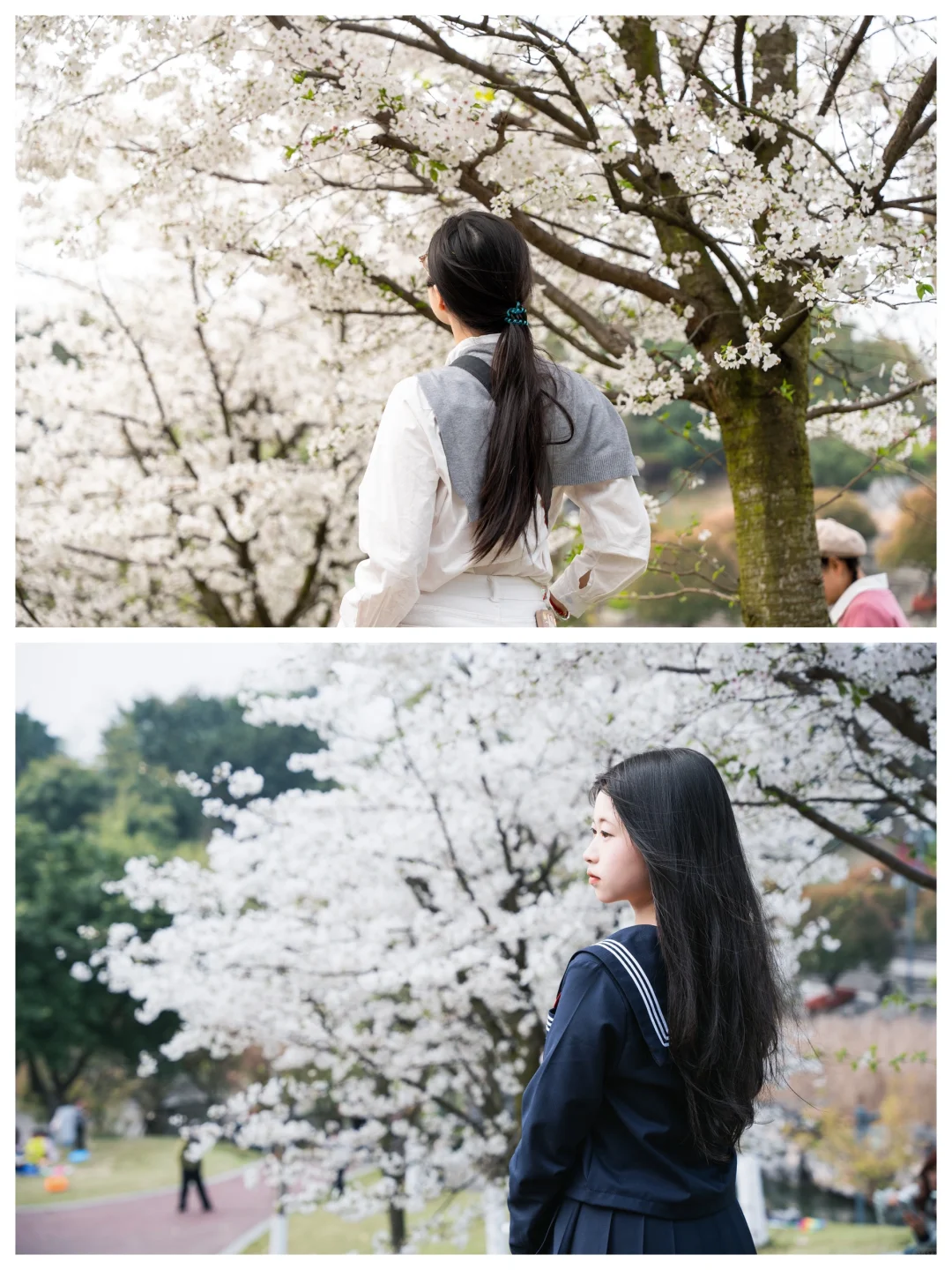 京都的樱花开到内江来了???