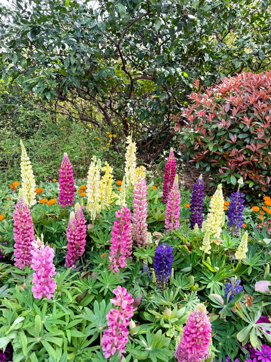 无锡亲子游｜春天的惠山古镇也太适合遛娃啦