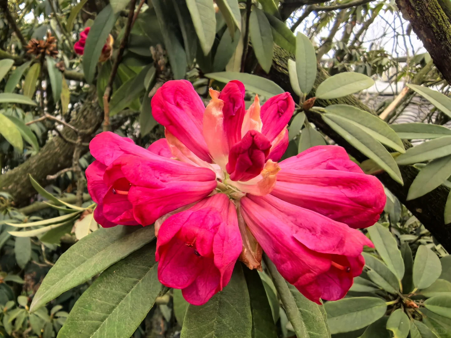 报告～百里杜鹃，我来啦～