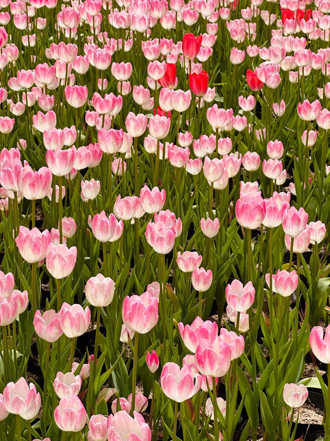 3月宝泉蹦极已回，不懂的可以随便提问！！