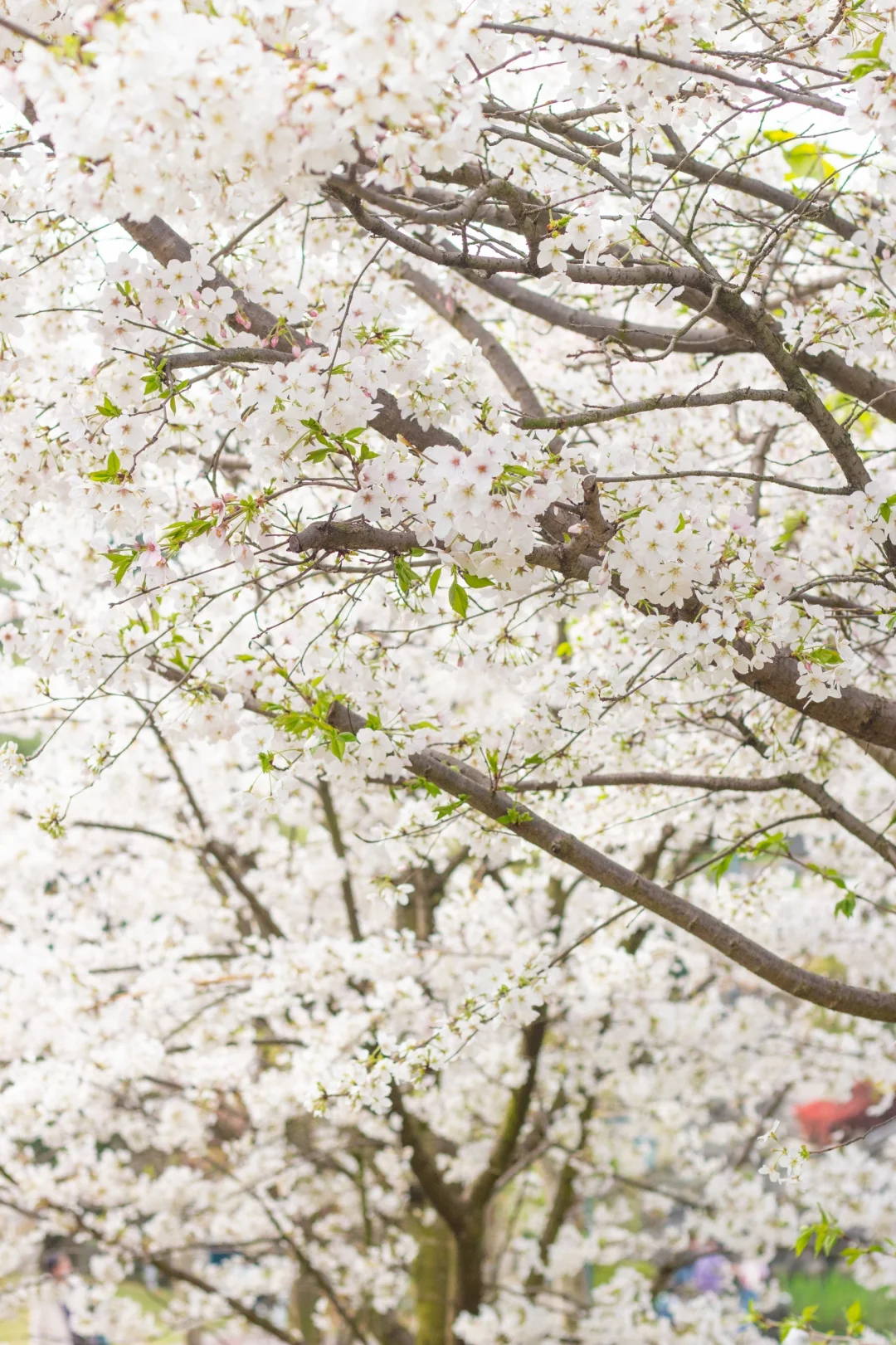 京都的樱花开到内江来了???