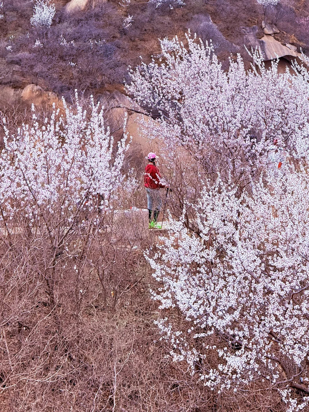 当好友都不知道你孕12W去爬山看花
