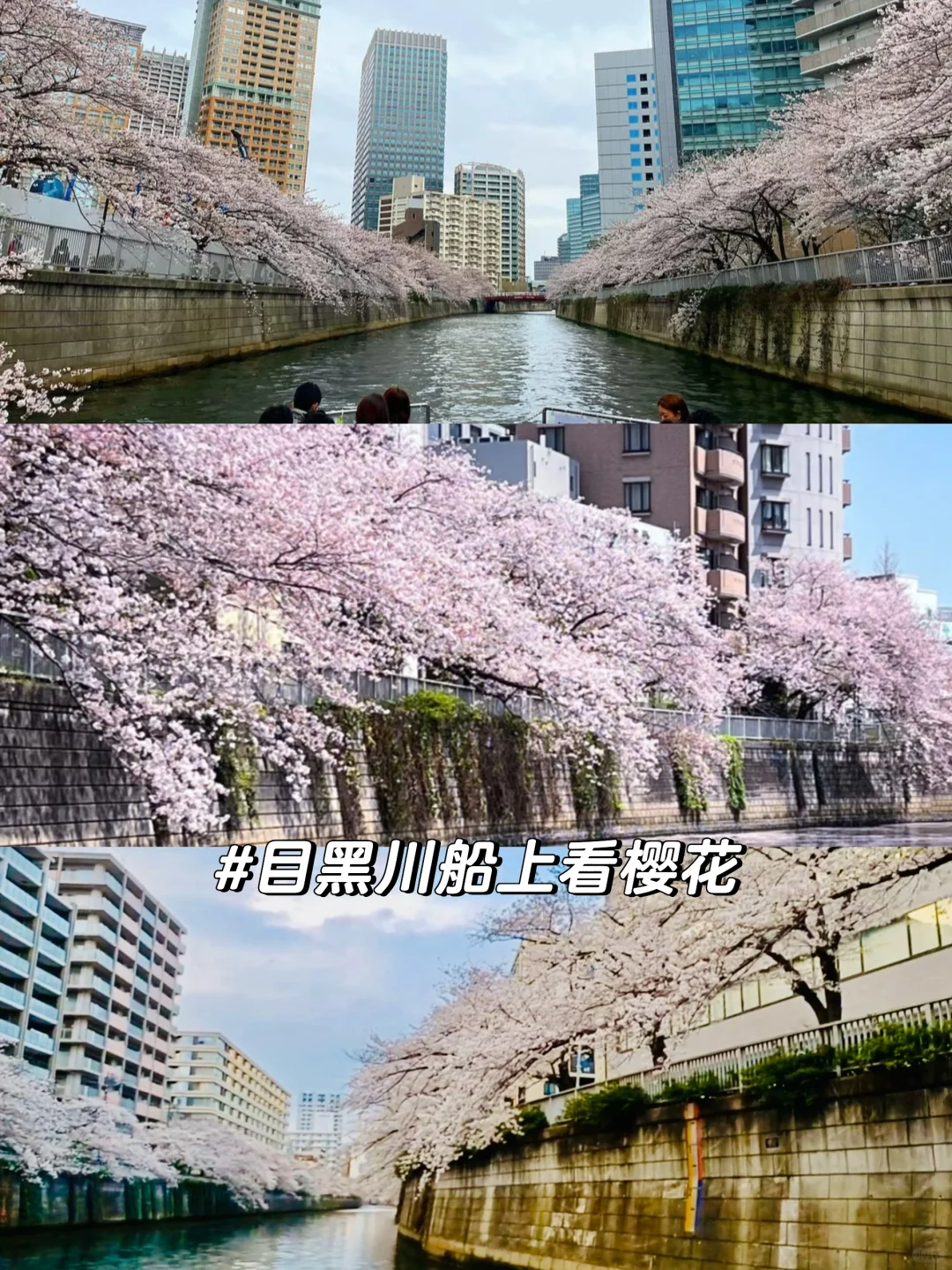 东京赏樱｜樱花季不要错过的5个小众赏樱地🌸