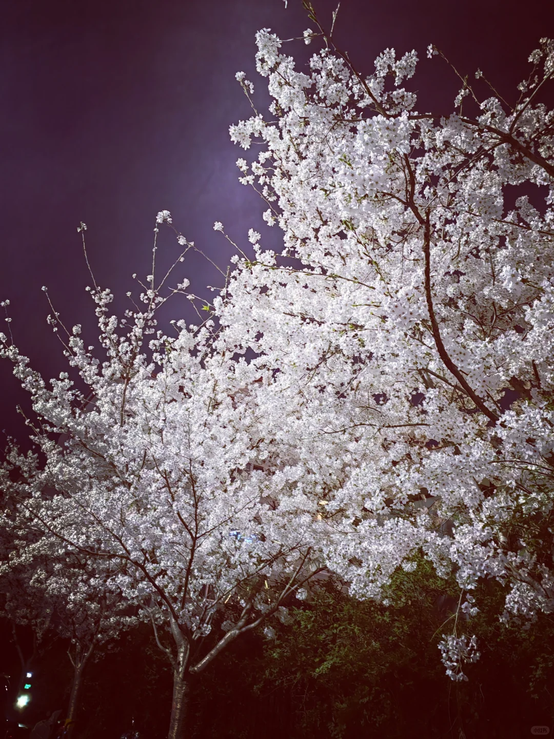 3.28真没想到家门口的樱花巷成了网红打卡地