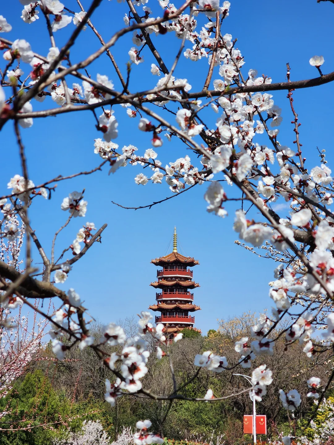 徐州花开这么好看你怎么也不宣传呢