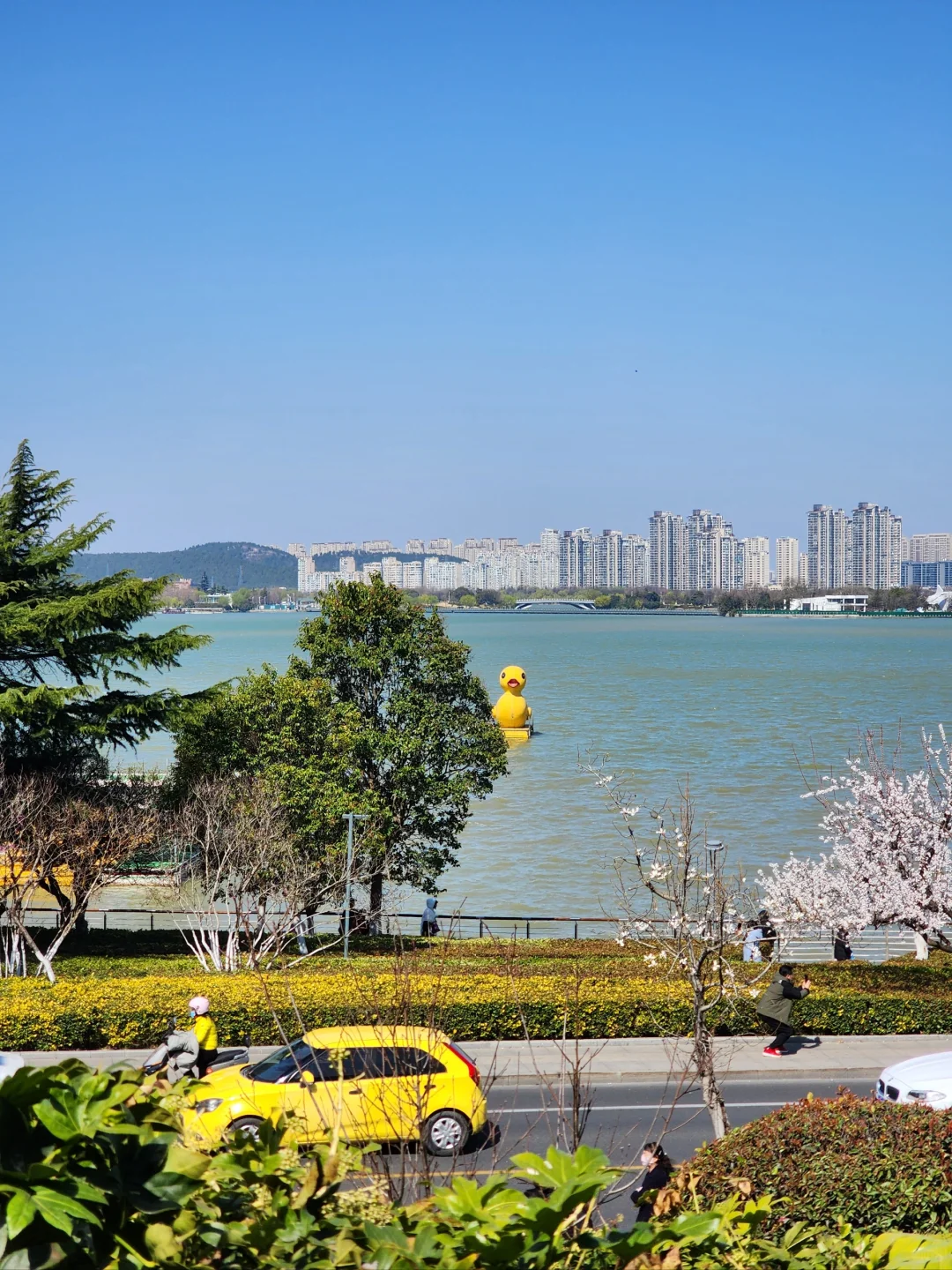 徐州花开这么好看你怎么也不宣传呢