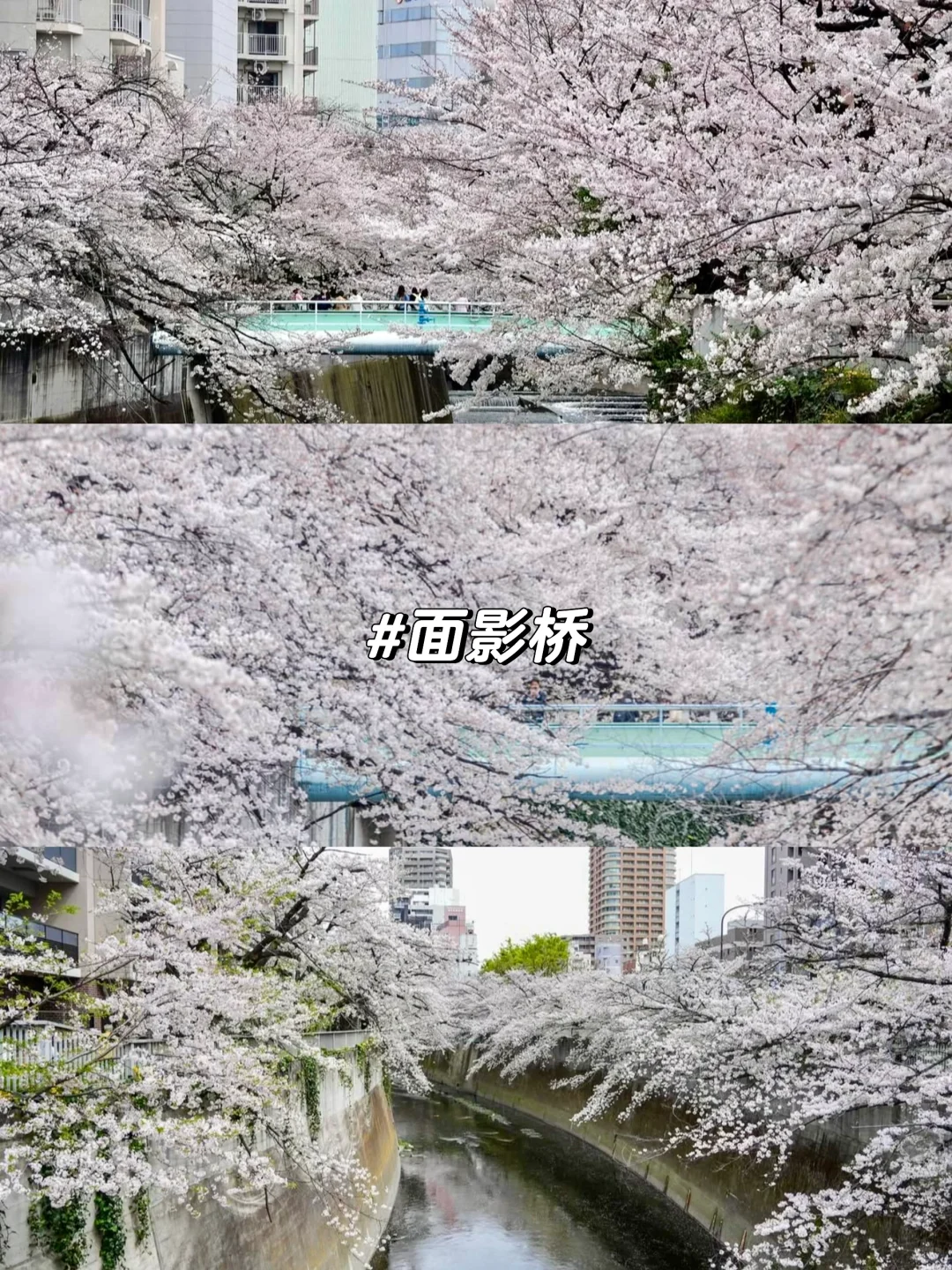 东京赏樱｜樱花季不要错过的5个小众赏樱地🌸