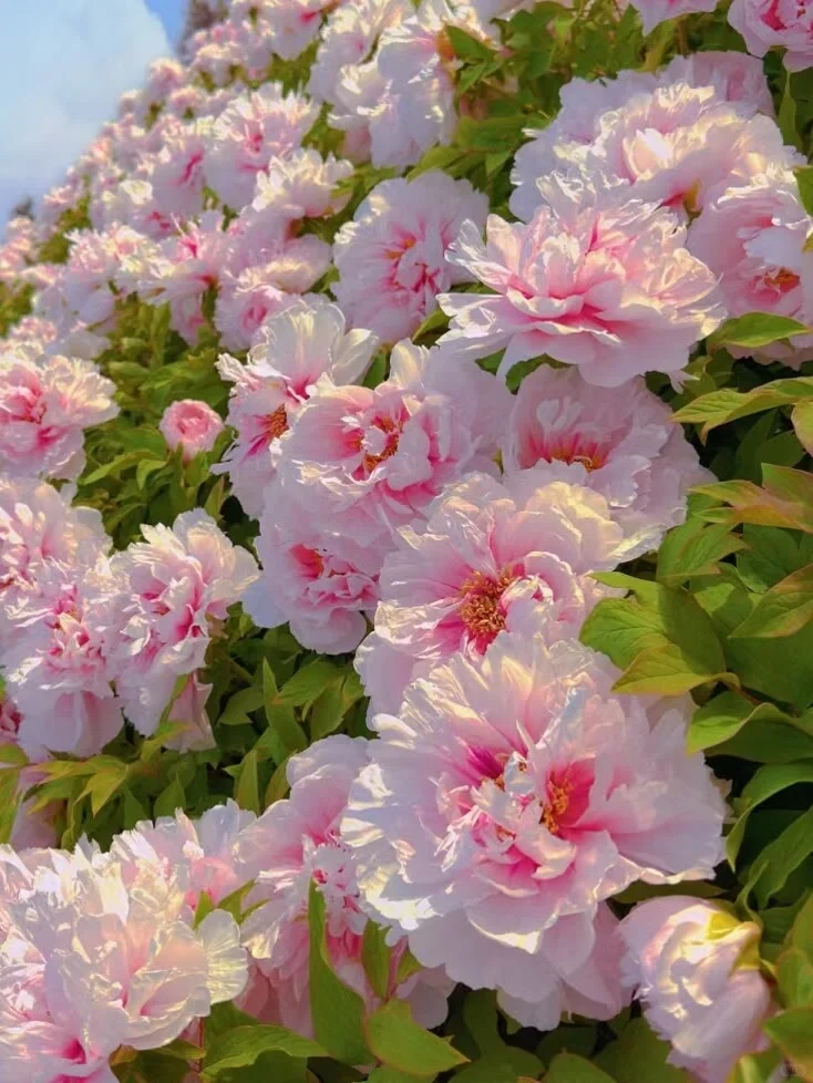 25年洛阳牡丹花卉您准备去哪