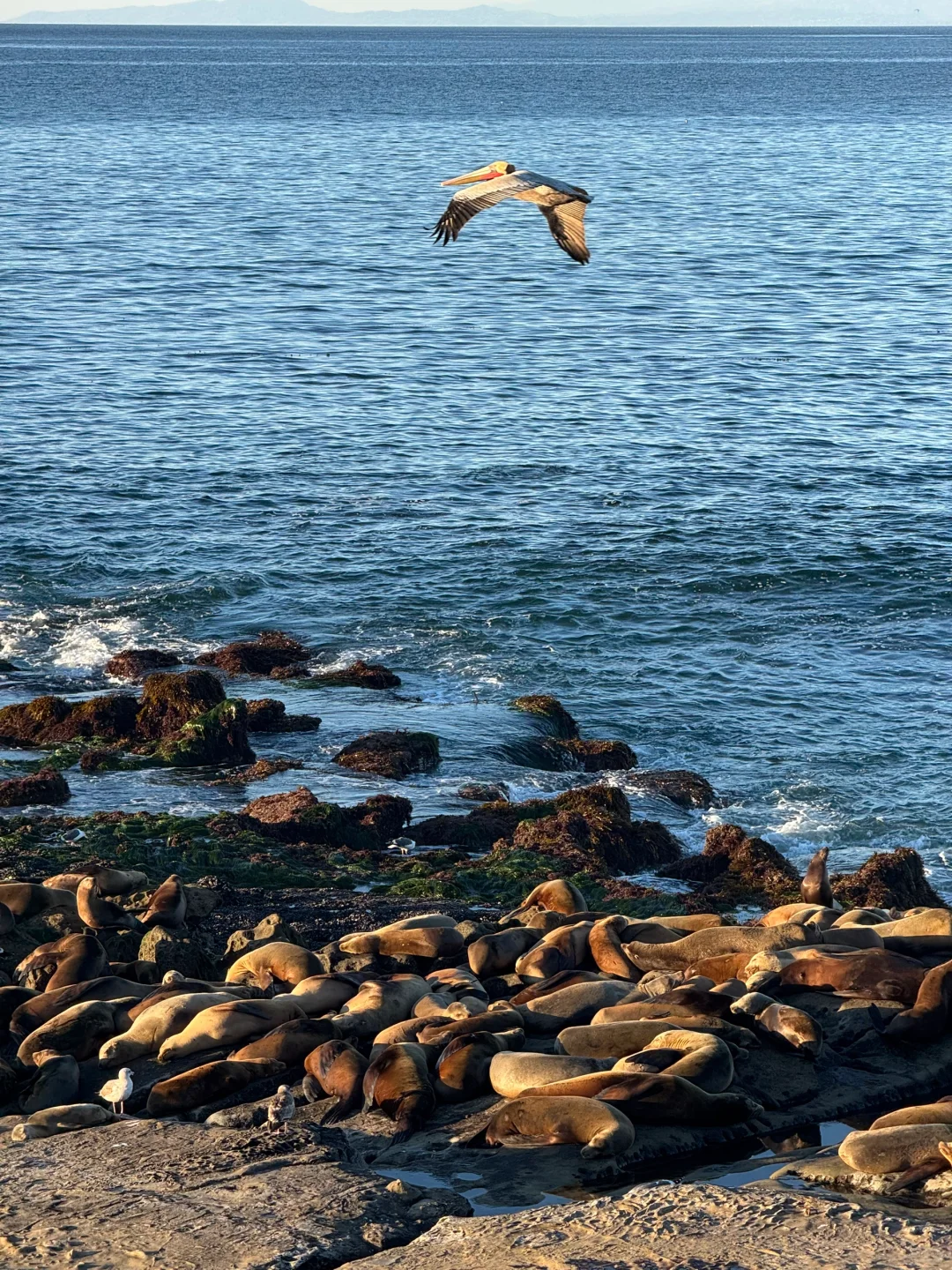 美国｜圣地亚哥La Jolla Cove🦭海狮太可爱啦