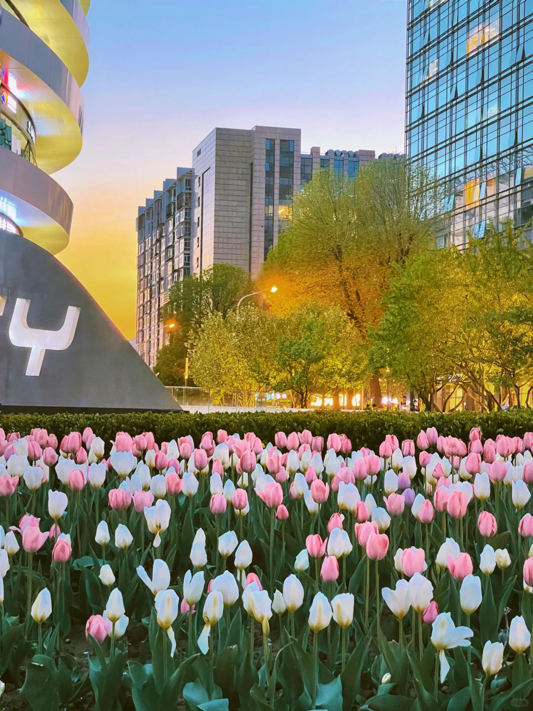 夜游北京🌷4月这里我愿称之郁金香最佳机位