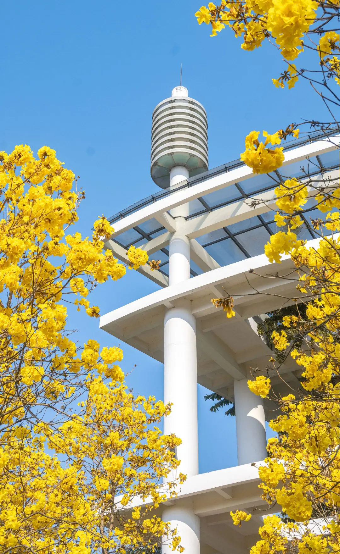 不是泰国！是芒市！4月😭next level❗