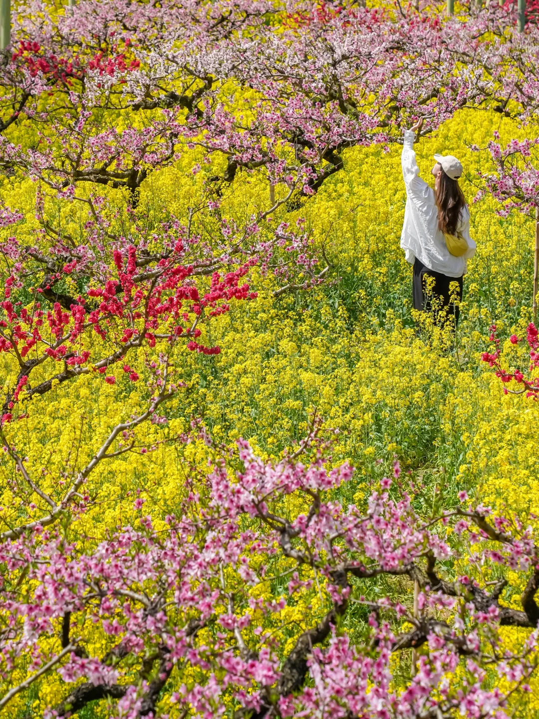 🌸千亩桃花坠入仙境｜城山沟乐园嗨翻天