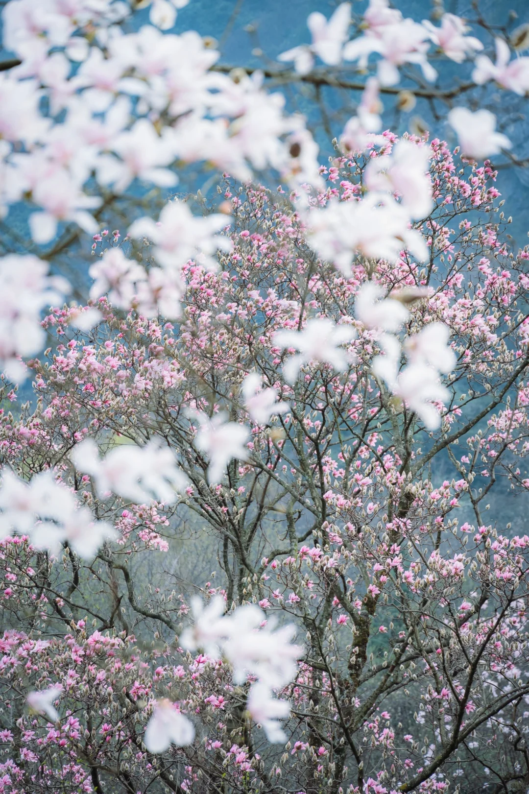 四川春日徒步天花板!爬悬崖天梯赏辛夷花海