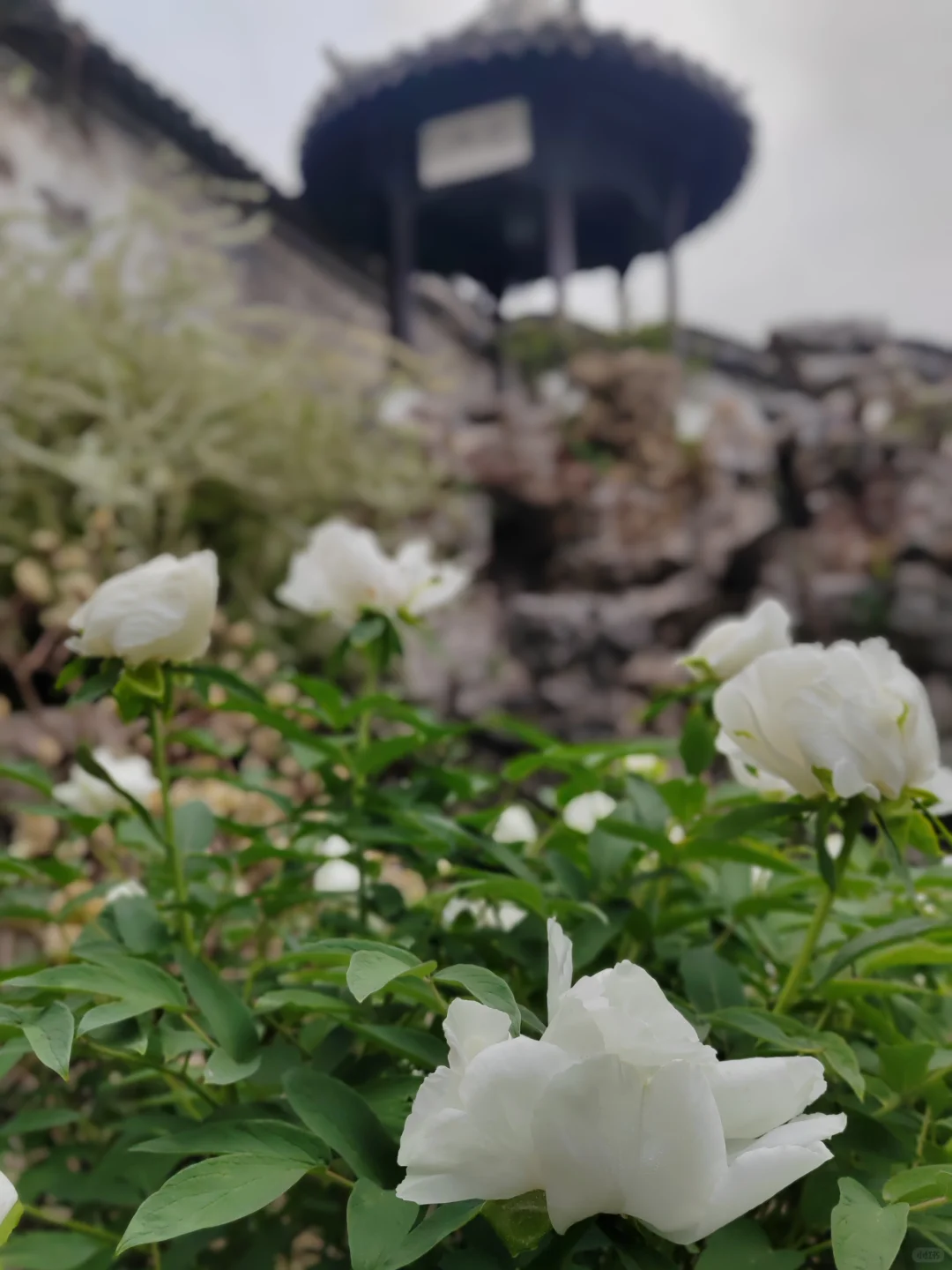 何园花情报告3月29日早7点实拍