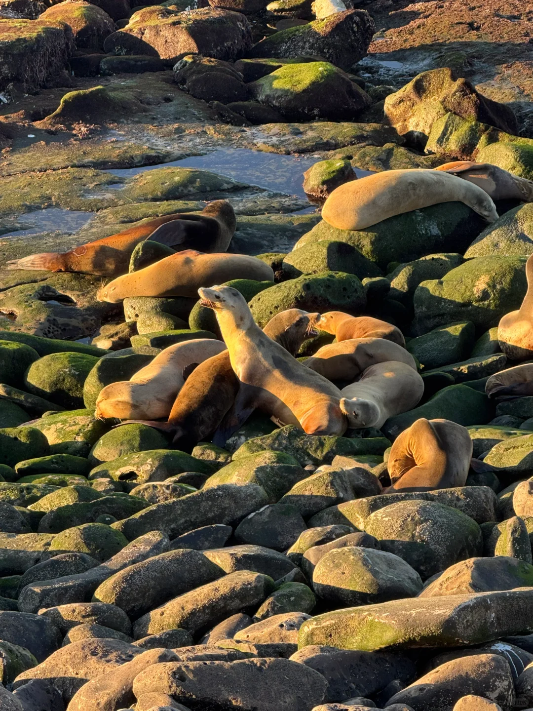 美国｜圣地亚哥La Jolla Cove🦭海狮太可爱啦